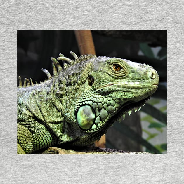 Green Iguana by kirstybush